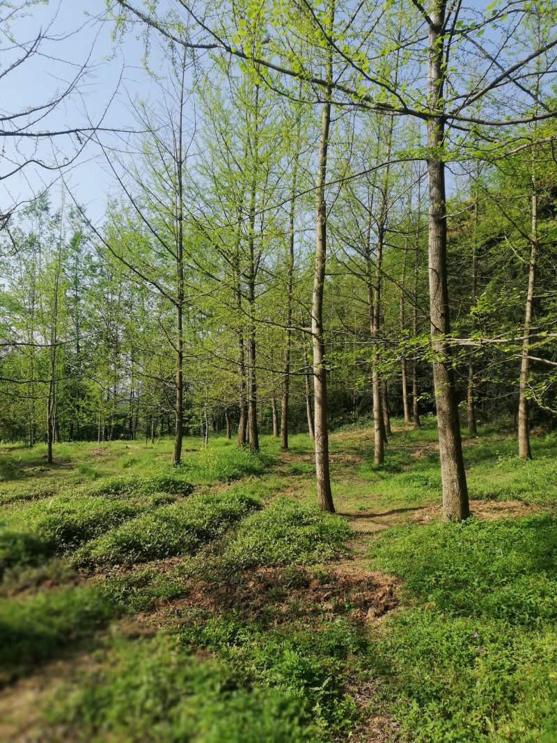 银杏，一公分到50公分