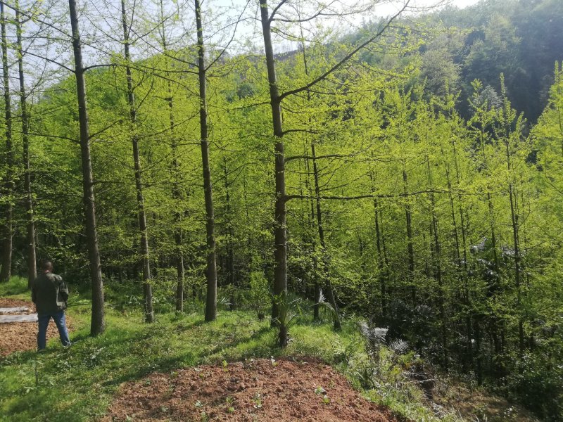 银杏，一公分到50公分
