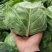 甘兰、包菜，圆包菜，大量上市，欢迎新老顾客选购