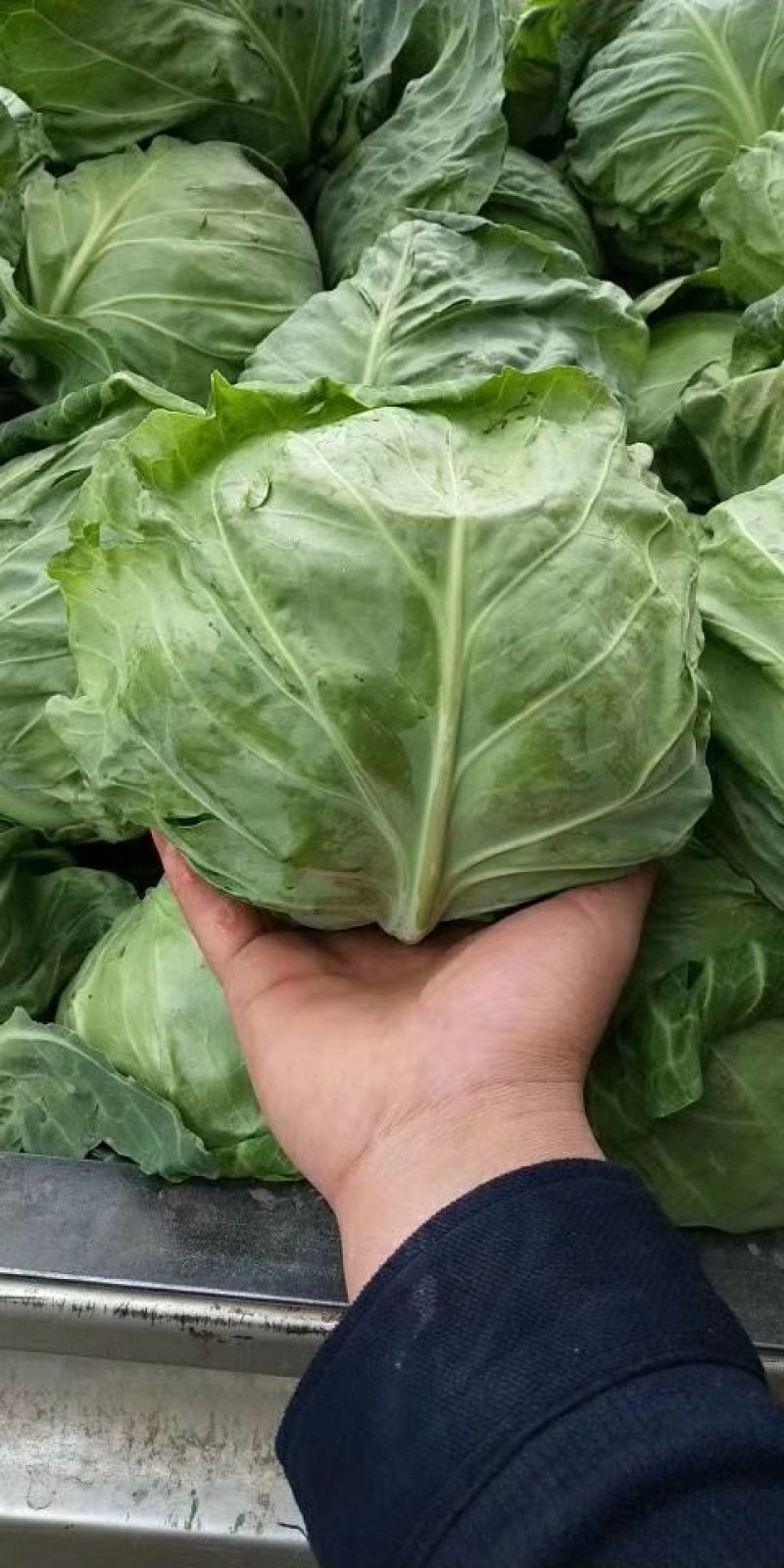 甘兰、包菜，圆包菜，大量上市，欢迎新老顾客选购