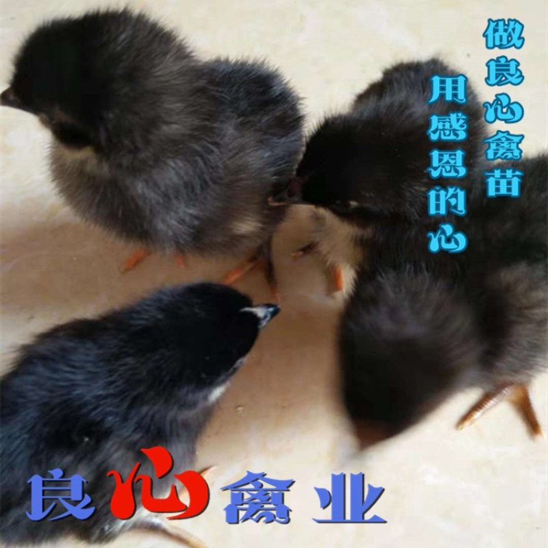 基地直销优质快大黑鸡苗农户散养鸡苗包技术指导