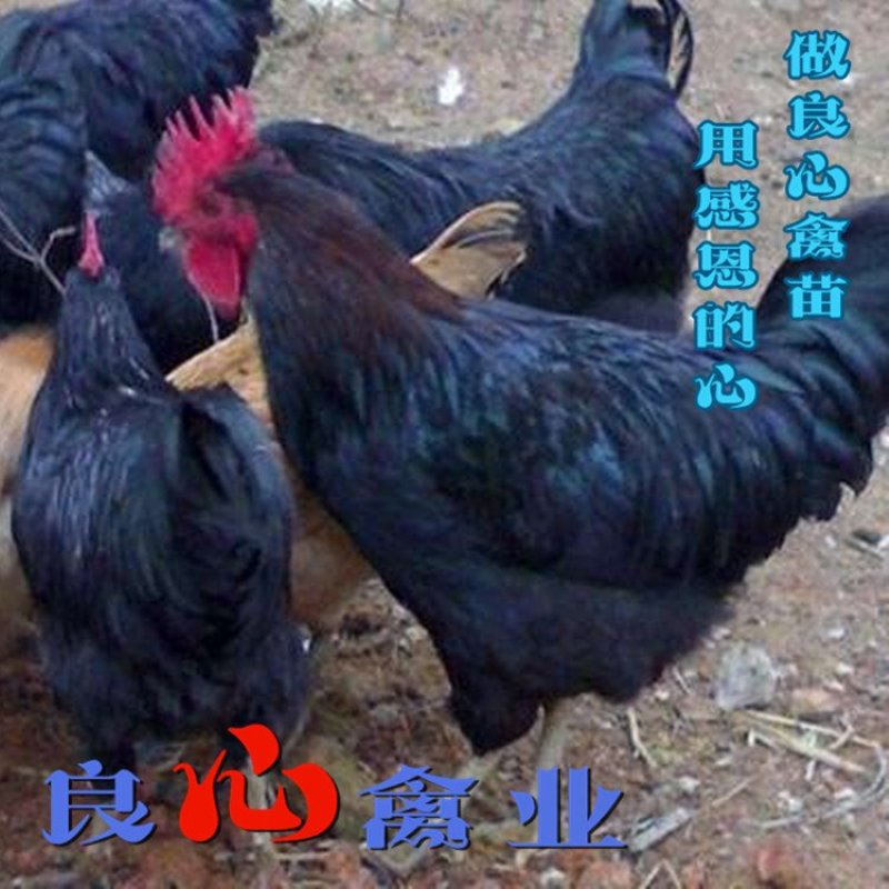 基地直销优质快大黑鸡苗农户散养鸡苗包技术指导