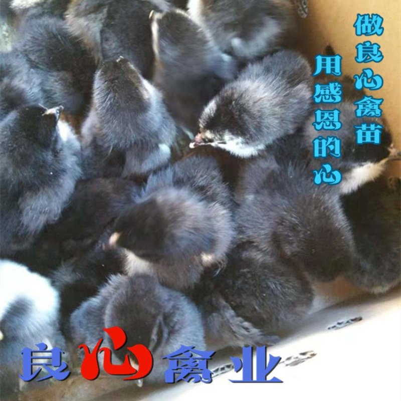 基地直销优质快大黑鸡苗农户散养鸡苗包技术指导