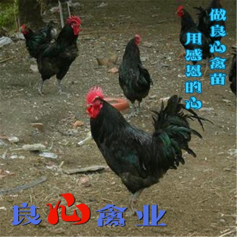 基地直销优质快大黑鸡苗农户散养鸡苗包技术指导