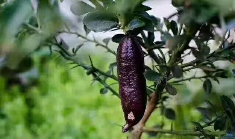 手指柠檬