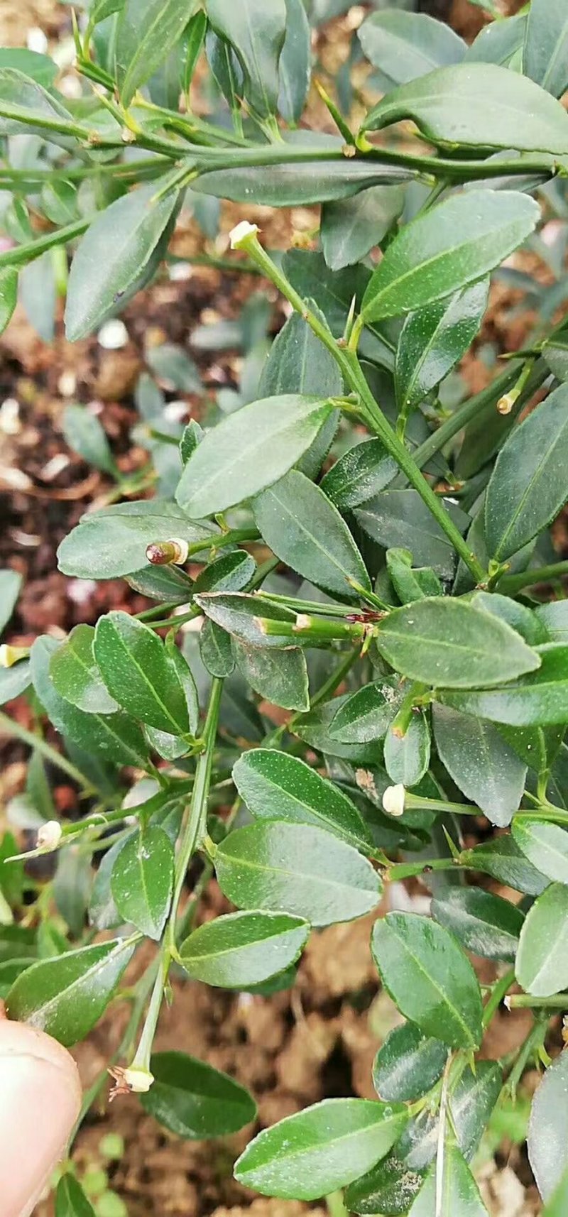 手指柠檬