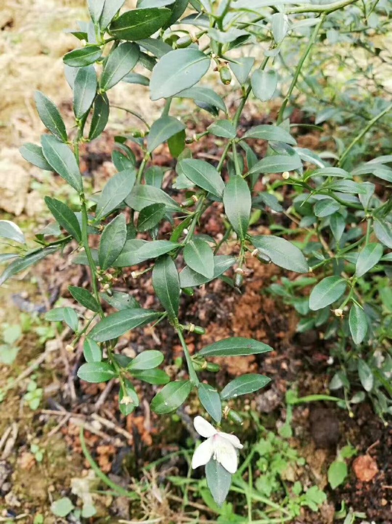 手指柠檬