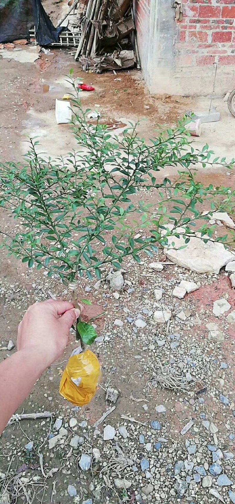 手指柠檬