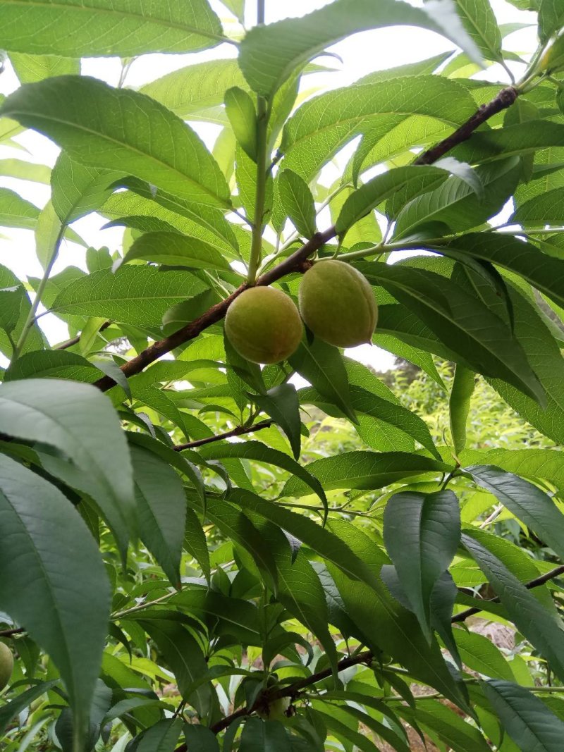 福建寿宁高山水蜜桃含硒锌量高5斤装10斤装