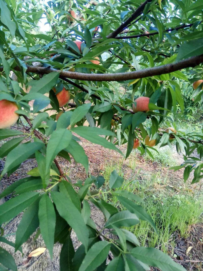 福建寿宁高山水蜜桃含硒锌量高5斤装10斤装