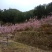福建寿宁高山水蜜桃含硒锌量高5斤装10斤装