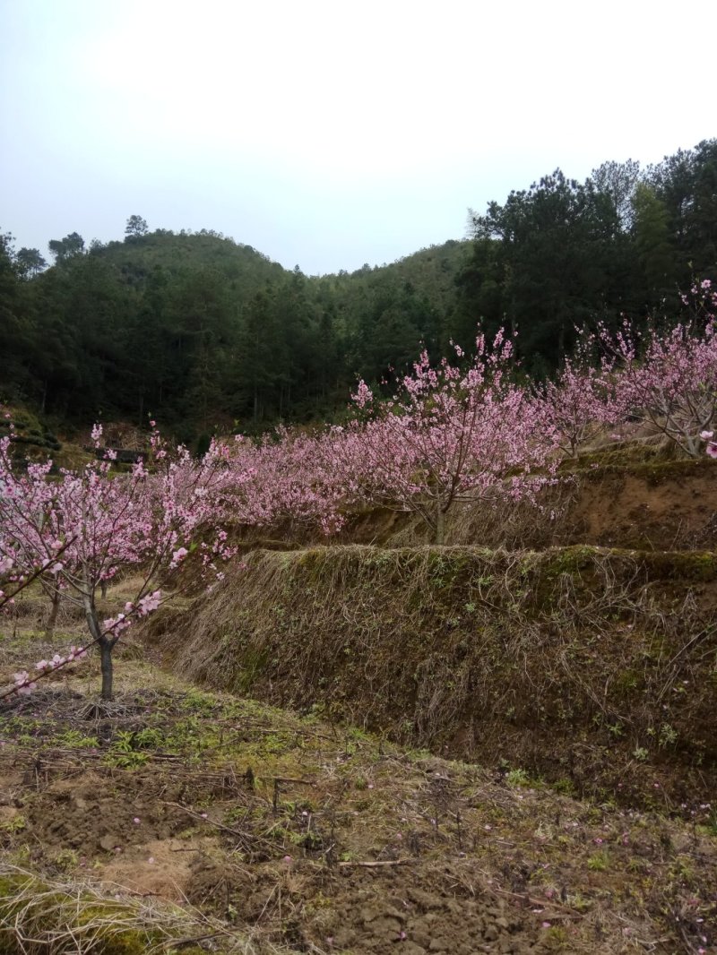 福建寿宁高山水蜜桃含硒锌量高5斤装10斤装