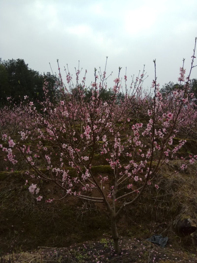 福建寿宁高山水蜜桃含硒锌量高5斤装10斤装