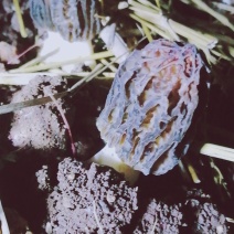 羊肚菌干货
