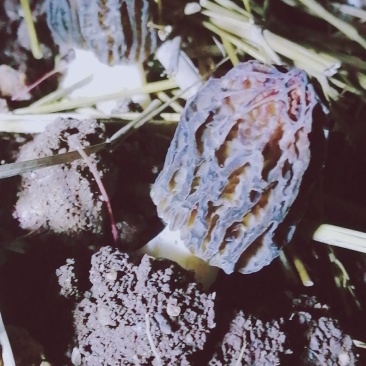 羊肚菌干货