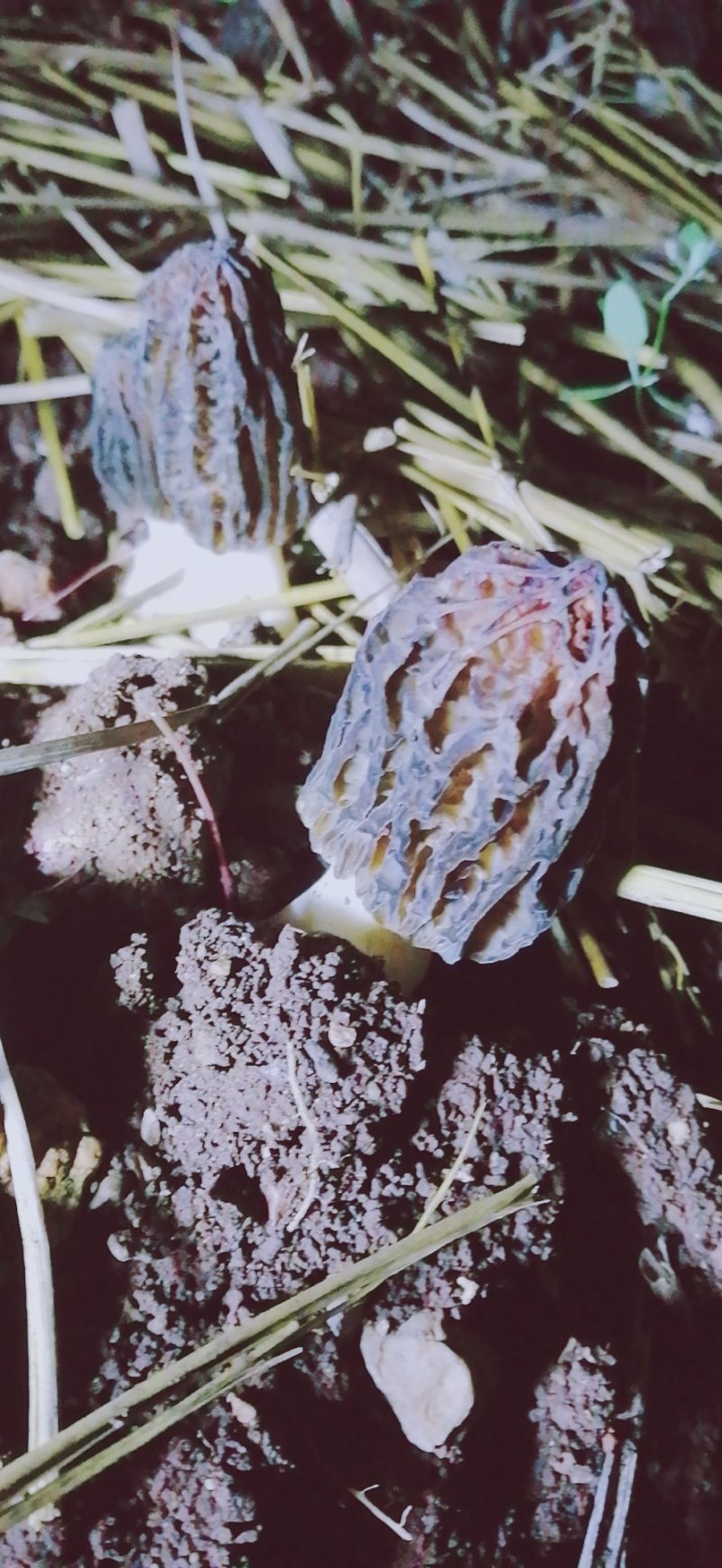 羊肚菌干货