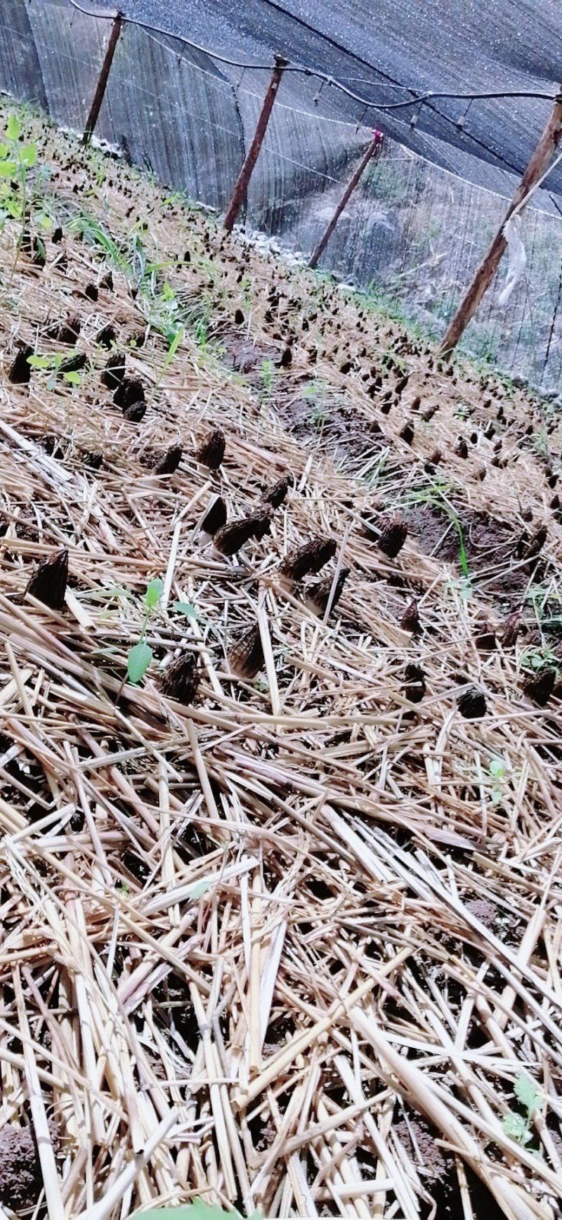 羊肚菌干货