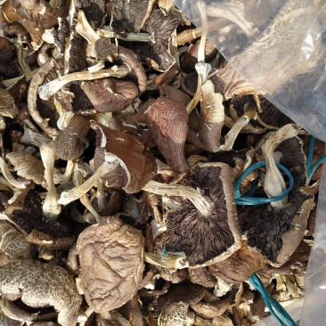 蘑菇，干品蘑菇，蘑菇干，赤松茸，次菇，一件代发，基地直供