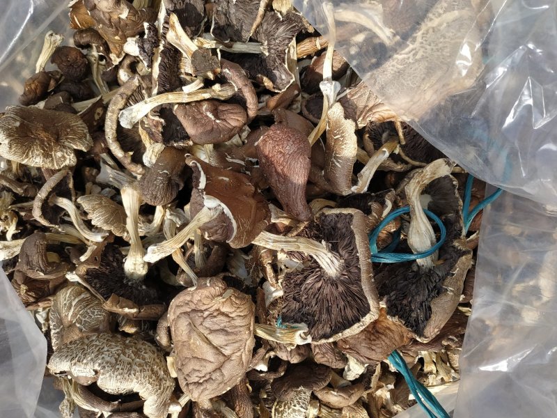 蘑菇，干品蘑菇，蘑菇干，赤松茸，次菇，一件代发，基地直供