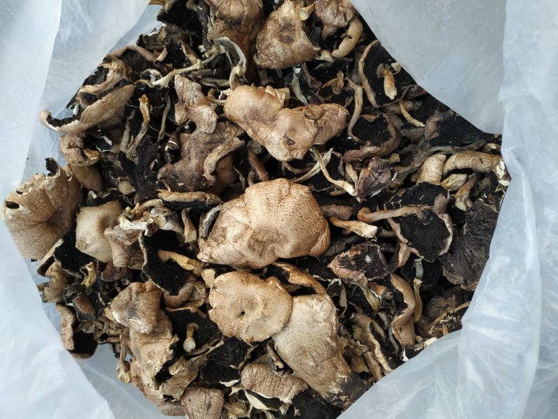 蘑菇，干品蘑菇，蘑菇干，赤松茸，次菇，一件代发，基地直供