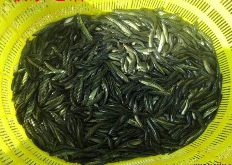 【推荐】出售，黑鱼苗，及各种鱼苗及成品鱼，包成活，包技术