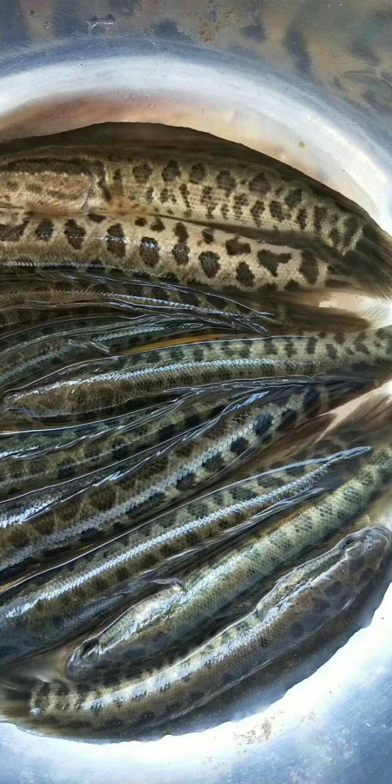 【推荐】出售，黑鱼苗，及各种鱼苗及成品鱼，包成活，包技术