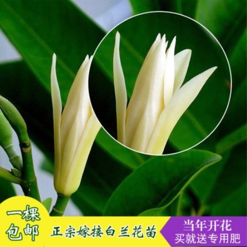 嫁接白兰花树苗白兰花黄兰四季开花白兰花苗盆