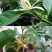 嫁接白兰花树苗白兰花黄兰四季开花白兰花苗盆