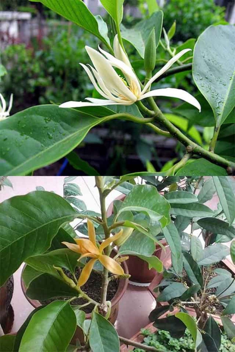 嫁接白兰花树苗白兰花黄兰四季开花白兰花苗盆