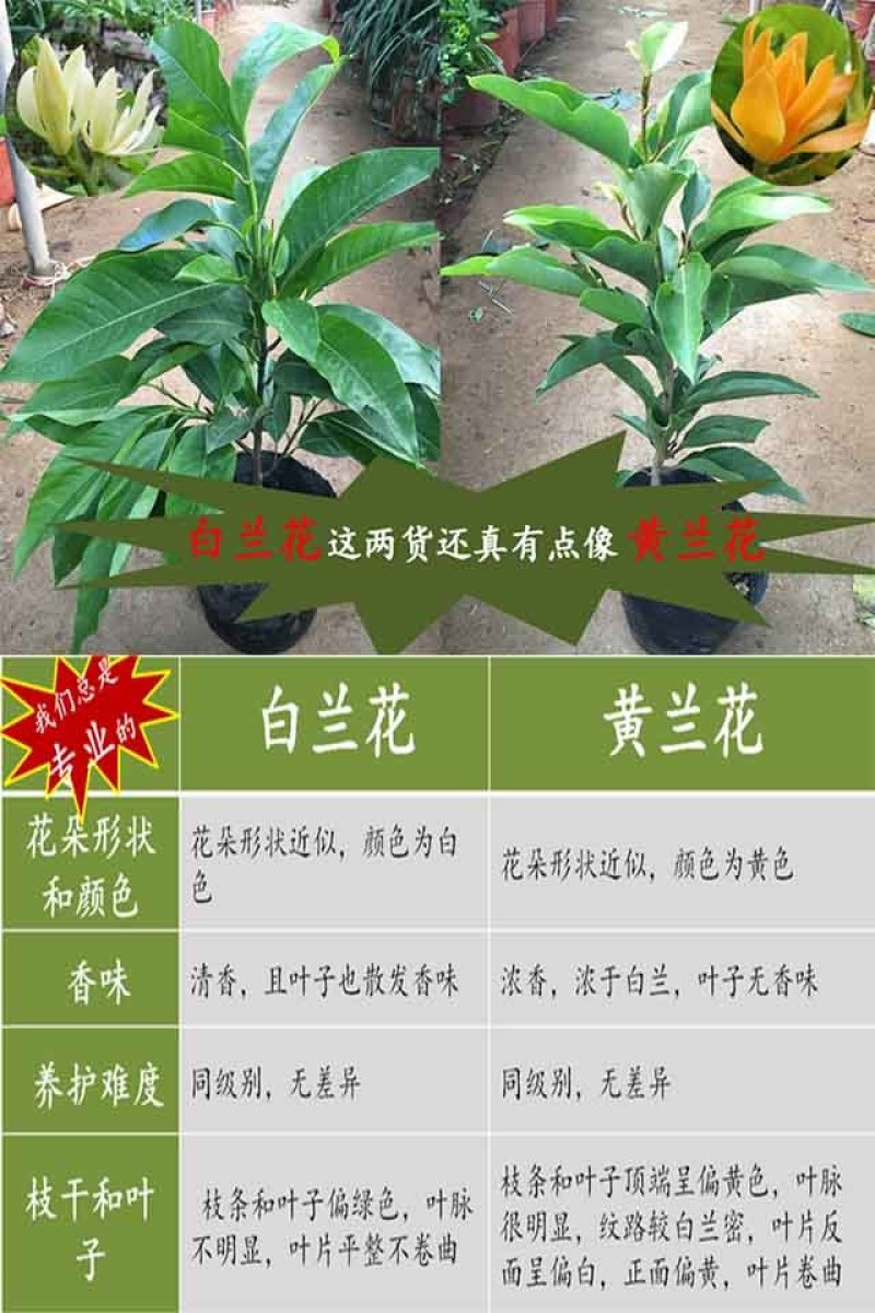 嫁接白兰花树苗白兰花黄兰四季开花白兰花苗盆