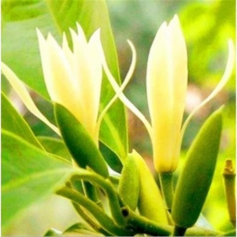 嫁接白兰花树苗白兰花黄兰四季开花白兰花苗盆