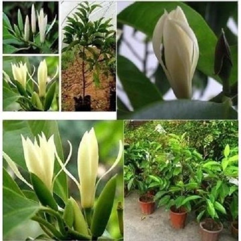 嫁接白兰花树苗白兰花黄兰四季开花白兰花苗盆