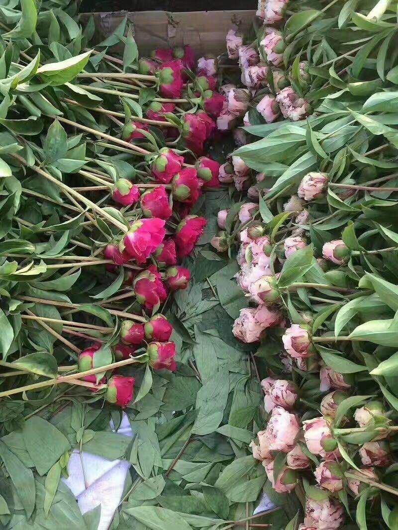 【牛商推荐】菏泽欣鼎观赏芍药鲜切花批发，欢迎咨询
