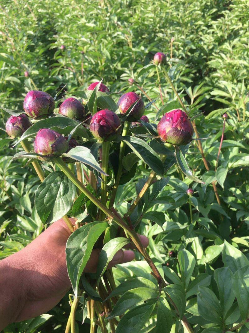 【牛商推荐】菏泽欣鼎观赏芍药鲜切花批发，欢迎咨询