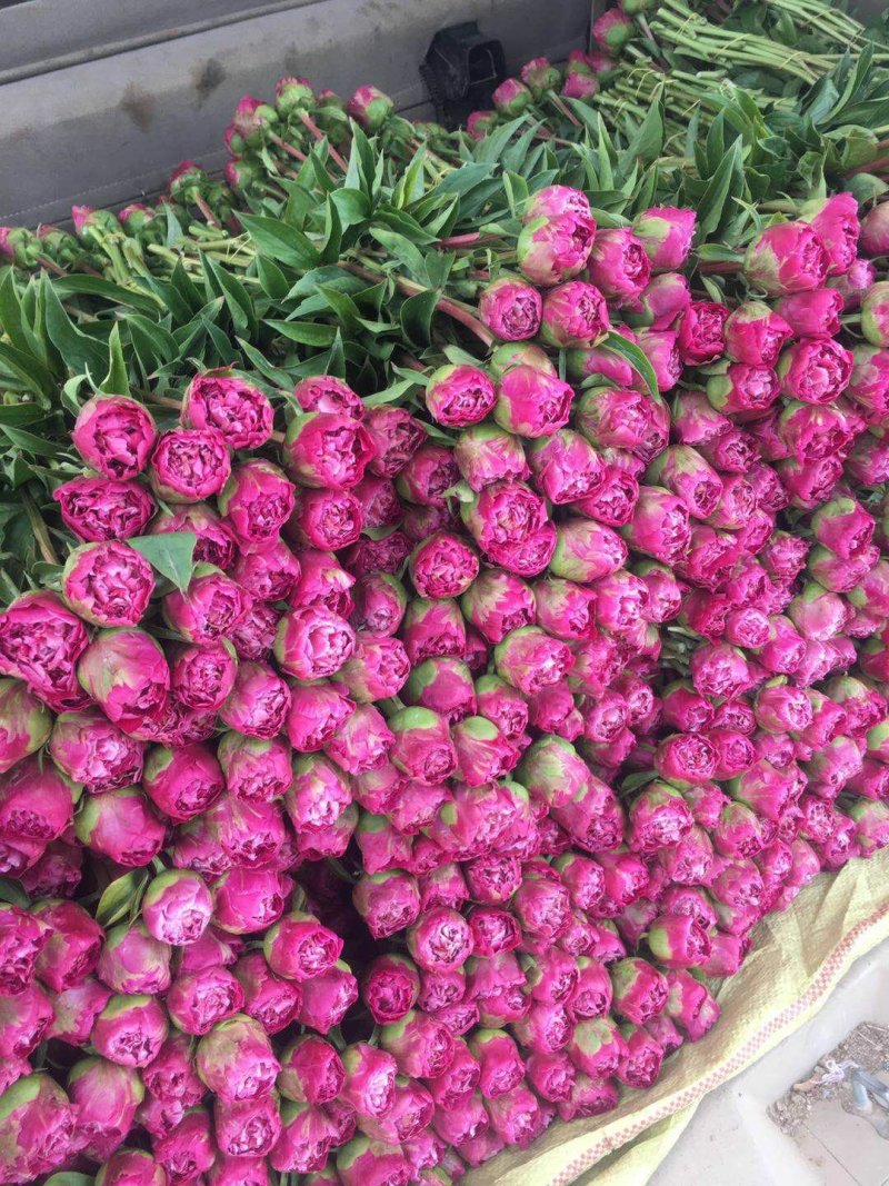 【牛商推荐】菏泽欣鼎观赏芍药鲜切花批发，欢迎咨询