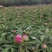 【牛商推荐】菏泽欣鼎观赏芍药鲜切花批发，欢迎咨询