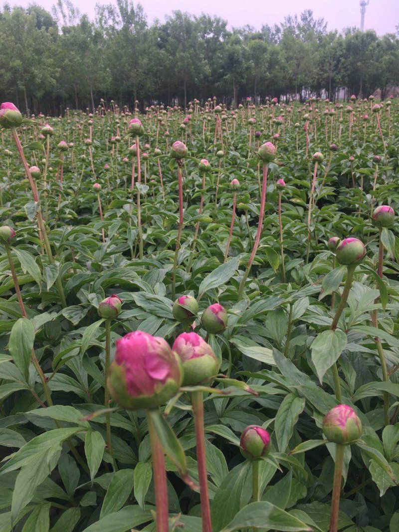 【牛商推荐】菏泽欣鼎观赏芍药鲜切花批发，欢迎咨询