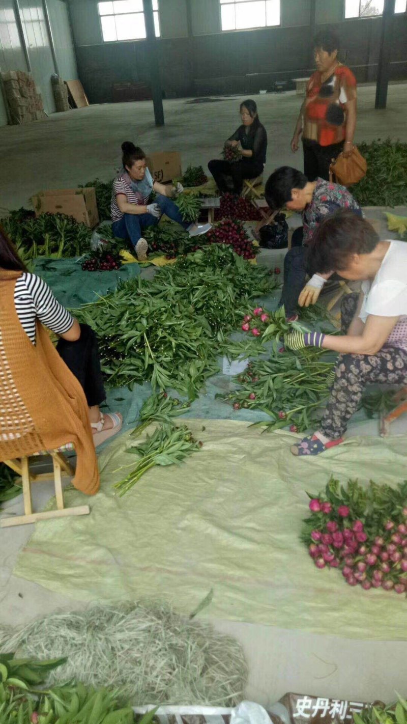 【牛商推荐】菏泽欣鼎观赏芍药鲜切花批发，欢迎咨询