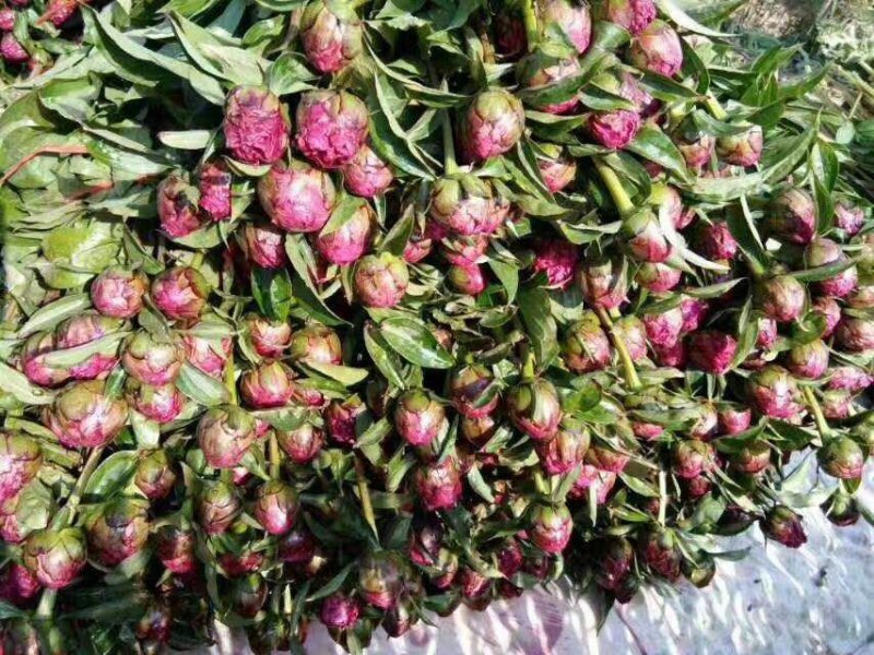 【牛商推荐】菏泽欣鼎观赏芍药鲜切花批发，欢迎咨询