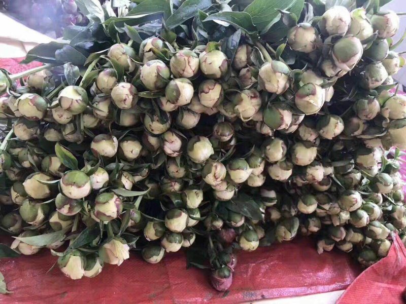 【牛商推荐】菏泽欣鼎观赏芍药鲜切花批发，欢迎咨询