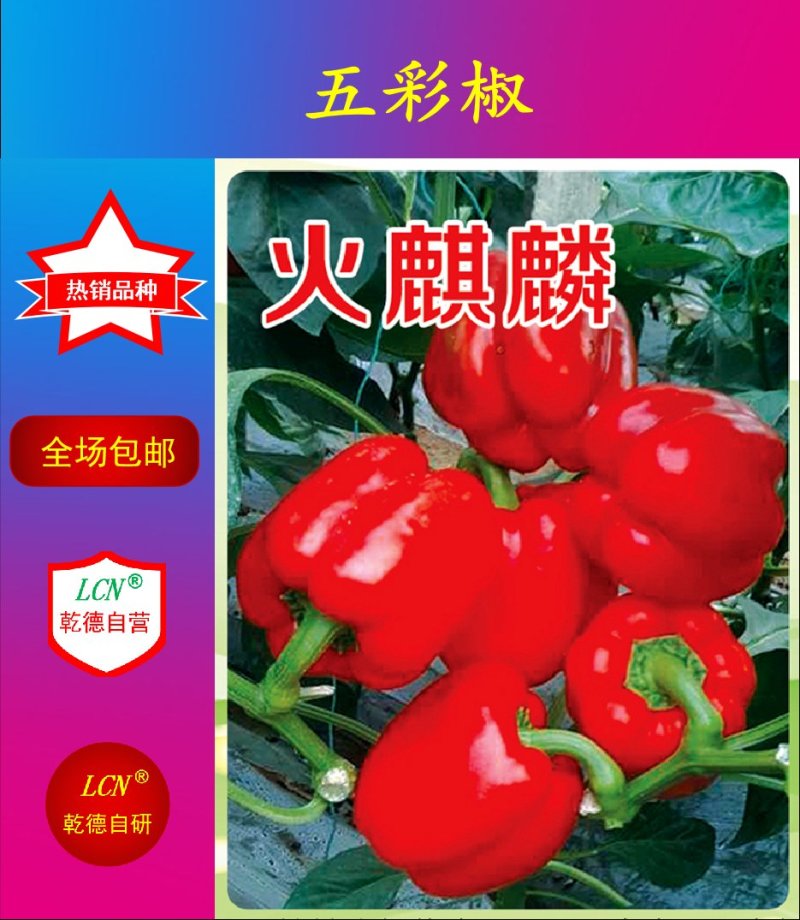 【包邮】火麒麟红色圆椒方椒皮厚硬度高转色均匀