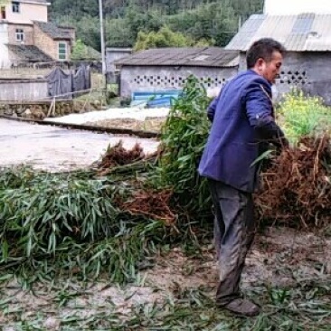 基地直销供应一米五，直径一公分左右刺竹苗