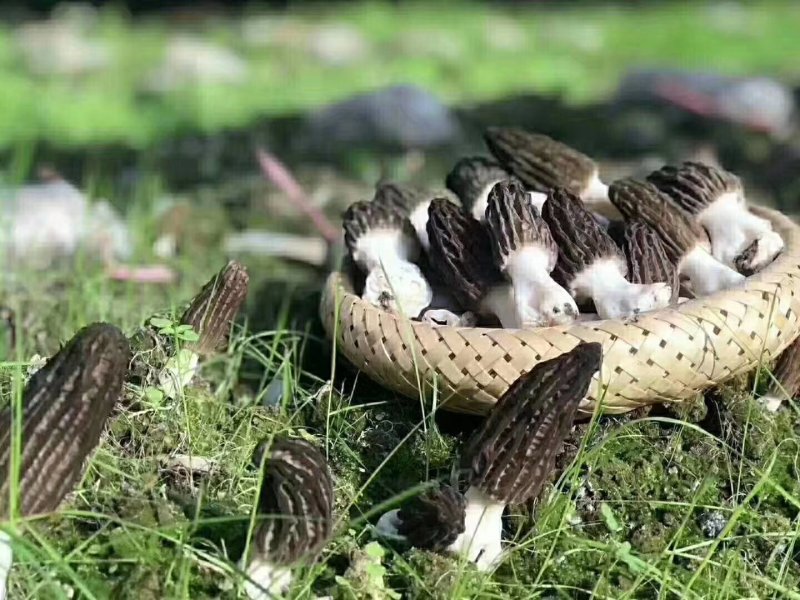 2019年四川羊肚菌500g家种包邮