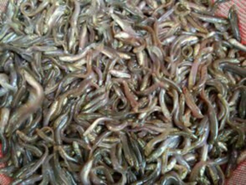 重庆泥鳅苗养殖基地直供包成活易养殖包技术指导