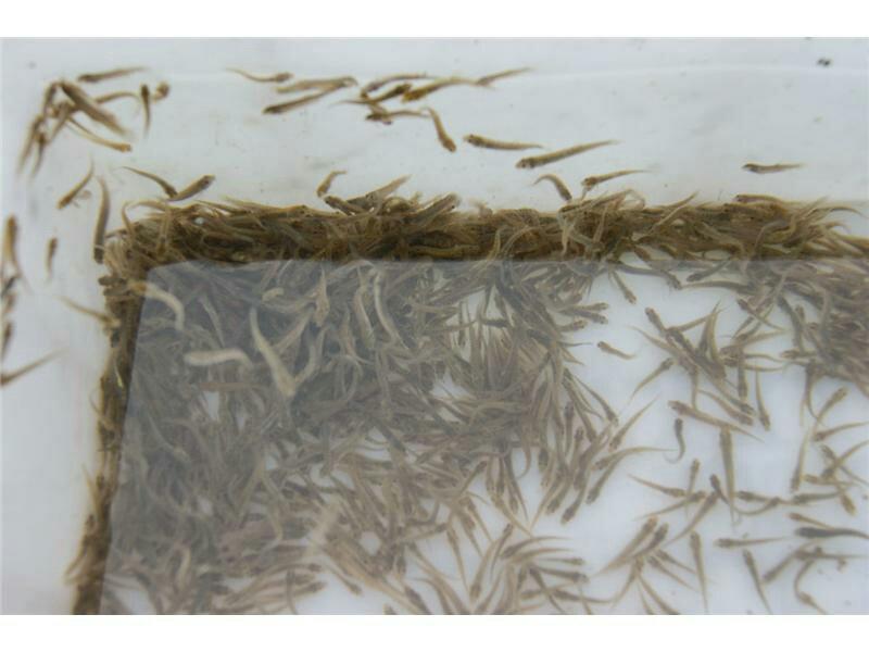 重庆泥鳅苗养殖基地直供包成活易养殖包技术指导