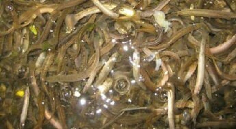 重庆泥鳅苗养殖基地直供包成活易养殖包技术指导
