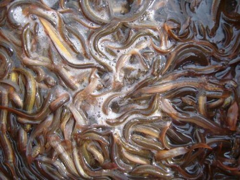 重庆泥鳅苗养殖基地直供包成活易养殖包技术指导