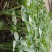 50穴盘，三叶一心