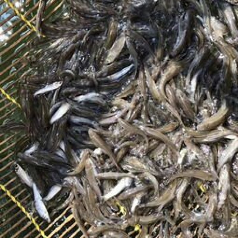 银鳕鱼苗，养殖基地直供，货品充足，需要的老板联系