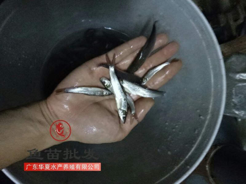 银鳕鱼苗，养殖基地直供，货品充足，需要的老板联系